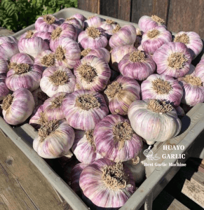 Cleaned Garlic Bulb