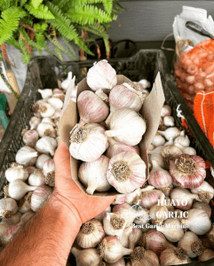 Cleaned Garlic Bulb