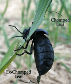 Blister Beetle