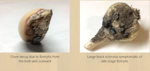 Botrytis neck rot of garlic 
