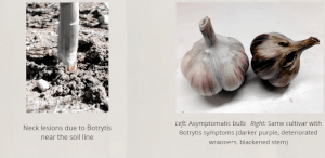 Botrytis neck rot of garlic