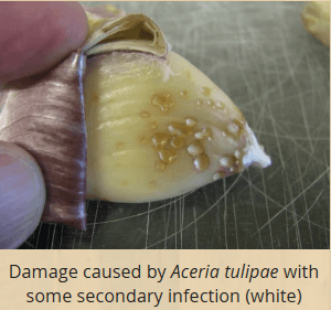Bulb mites