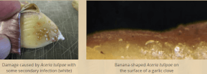 Bulb mites