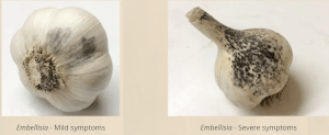 Embellisia skin blotch