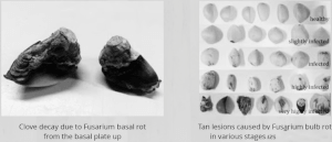 Fusaria