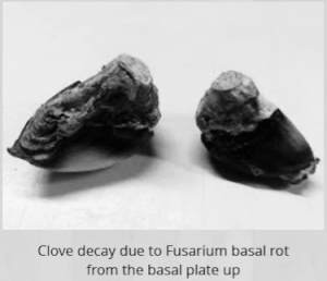 Fusaria