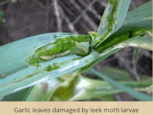 Leek Moth