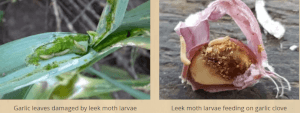 Leek Moth