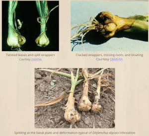 Stem and Bulb (or Bloat) Nematode (caused by Ditylenchus dipsaci)