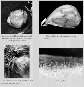 Vegetable rot