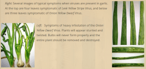 Viruses