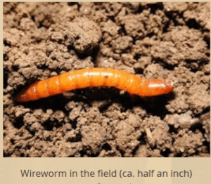 Wireworm