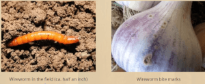 Wireworm