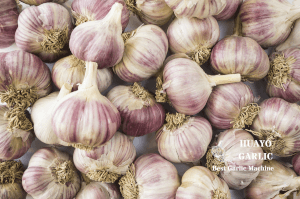 clean garlic bulb