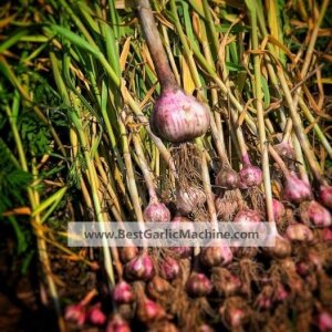 deep purple garlic