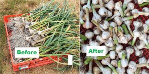 cut garlic stem after harvest