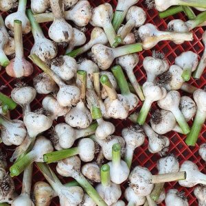 Cut garlic stalk before curing