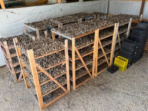 cut garlic stem after harvest