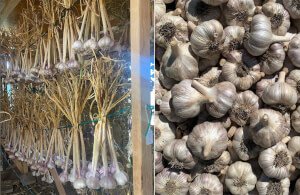 cure garlic before cutting stalk