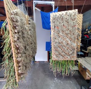 cure garlic before cutting stalk