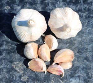 Garlic seed