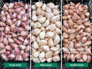 Garlic seed